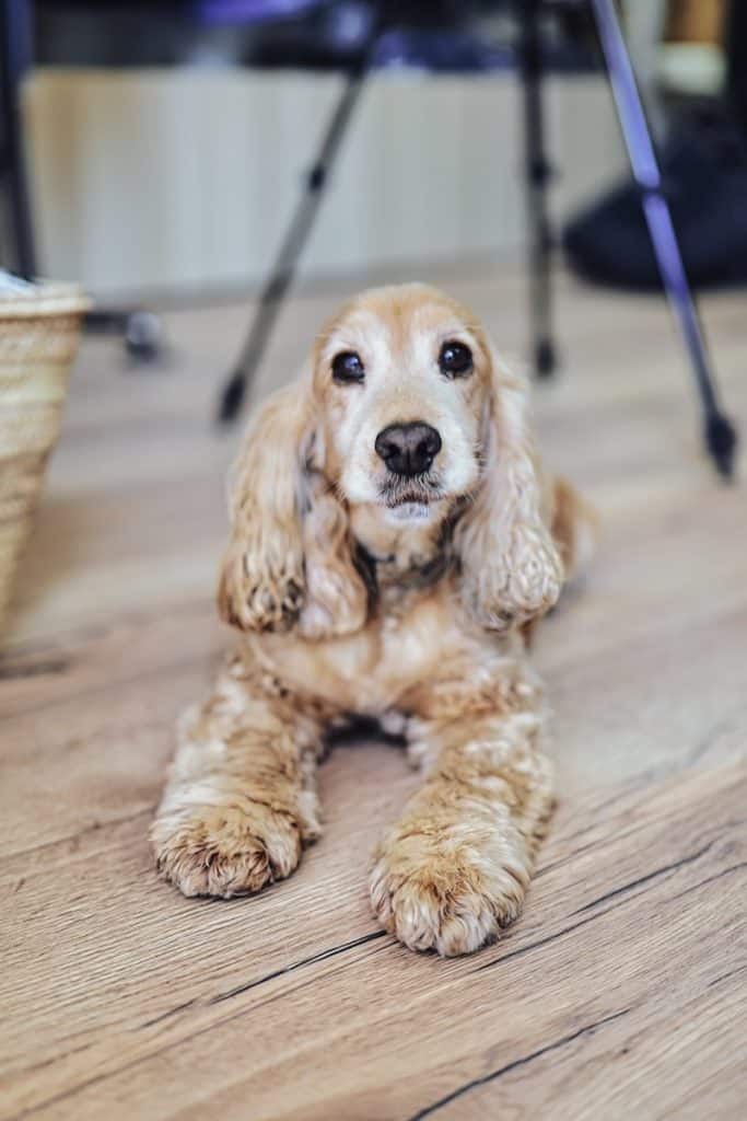 A la folie Le Bouscat 3